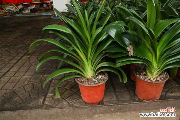 君子兰不开花的原因