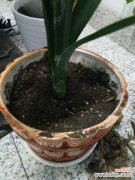 君子兰不开花的原因