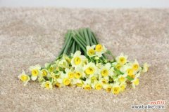 水仙花叶子发软怎么办