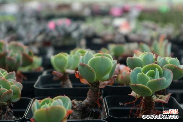 玉蝶叶子裂开怎么办