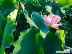 盆栽荷花为什么不现蕾不开花