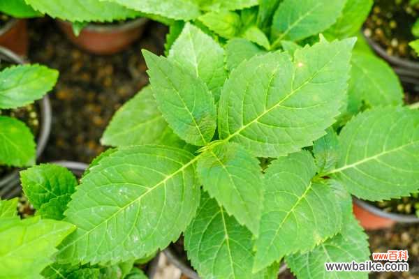 八仙花怎么不开花