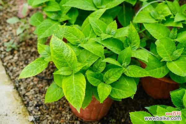 八仙花怎么不开花