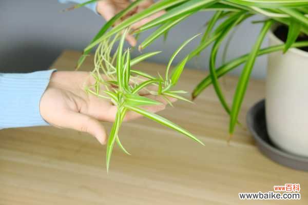 吊兰哪个品种最贵？乳白吊兰一盆大约一百元左右