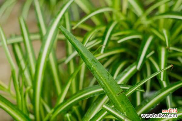 吊兰哪个品种最贵？乳白吊兰一盆大约一百元左右