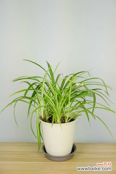 吊兰哪个品种最贵？乳白吊兰一盆大约一百元左右