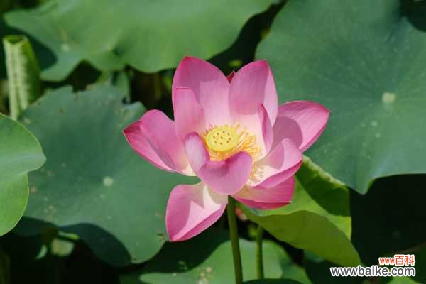 荷花种子怎么发芽