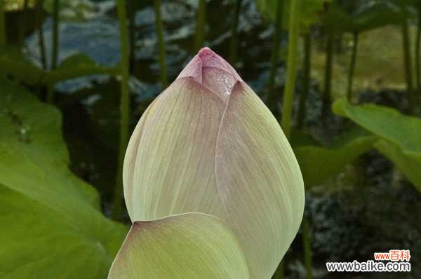 荷花种子怎么发芽
