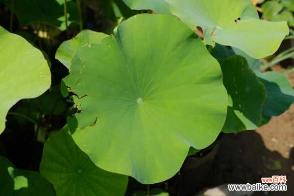 荷花种子怎么发芽