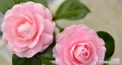 什么花代表守护的爱？揭秘守护之花的花语含义？