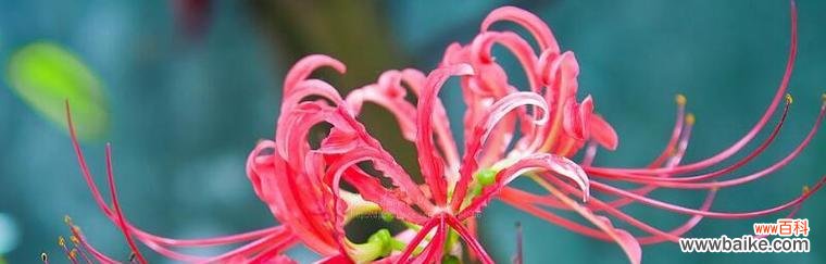 什么花代表死亡的花语?了解花语背后的含义是什么?