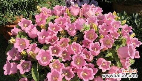 什么花代表贪婪的花语？贪婪花语的含义是什么？