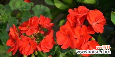 什么花代表天天开心?揭秘带来快乐的花卉花语