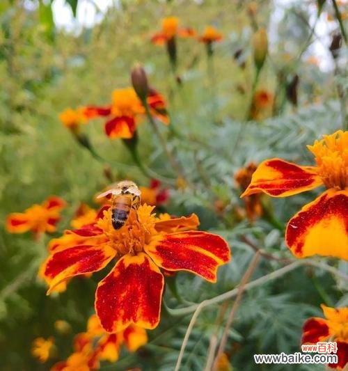 什么花代表天天开心?揭秘带来快乐的花卉花语