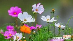 什么花代表甜蜜的花语？如何用花表达爱意？