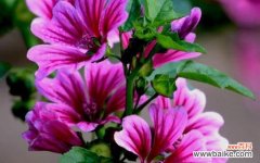 什么花象征团结？揭秘具有团结意义的花卉花语是什么？