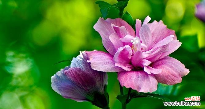 什么花代表顽强不屈？花语中顽强的花卉有哪些？