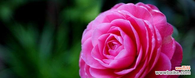 什么花代表挽回爱情？挽回花语的花有哪些？