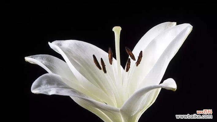 什么花代表挽回爱情？挽回花语的花有哪些？