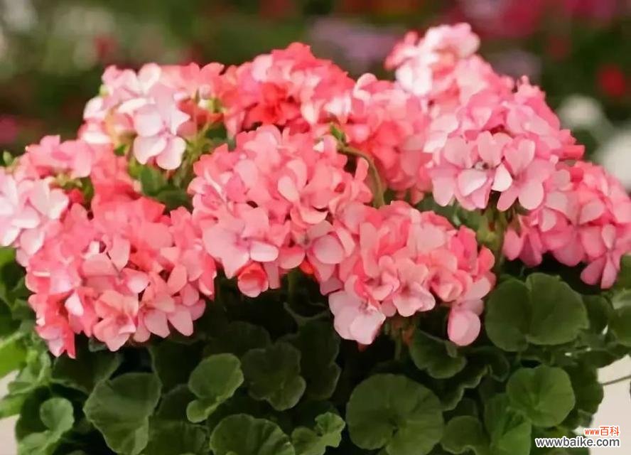 什么花代表挽回爱情？挽回花语的花有哪些？