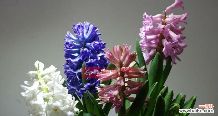 什么花的花语代表忘记过去？如何用花卉表达放下过去的情感？