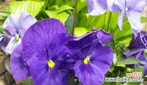 什么花的花语代表忘记过去？如何用花卉表达放下过去的情感？