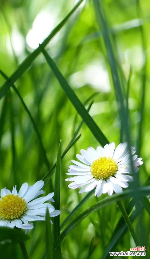 揭秘绿色雏菊代表的情感和象征 解读绿色雏菊的花语和寓意