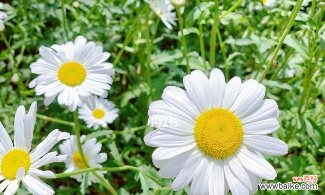 揭秘绿色雏菊代表的情感和象征 解读绿色雏菊的花语和寓意