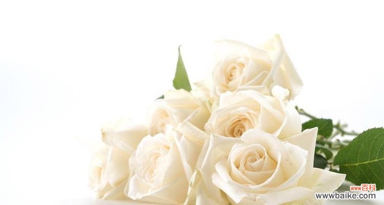 揭示白玫瑰所传达的纯洁、爱情和希望 白玫瑰的深刻寓意