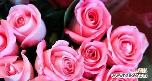 浪漫爱情的象征与深刻意义 24朵玫瑰代表的含义