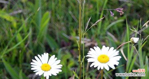 解读小雏菊的8种含义，让你的生活充满阳光与希望 小雏菊花语的象征与意义