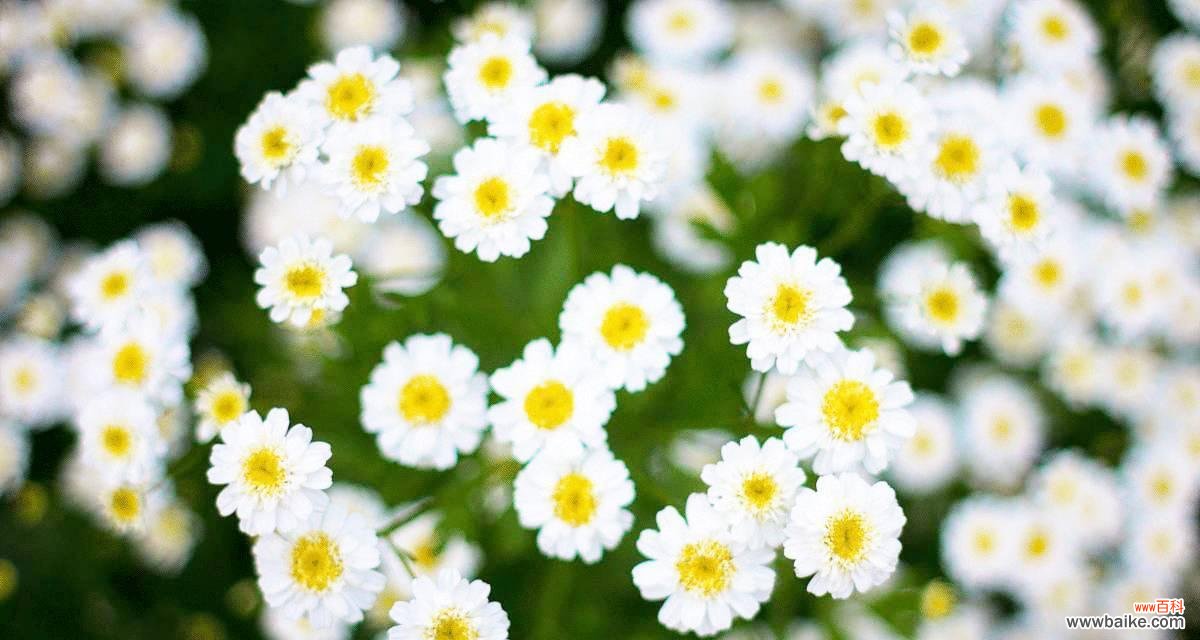 解读小雏菊的8种含义，让你的生活充满阳光与希望 小雏菊花语的象征与意义
