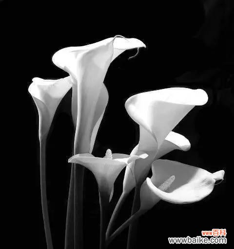 揭秘黑色马蹄莲的花语含义，感受奉献之美 黑色马蹄莲的花语——“奉献”