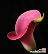 揭秘黑色马蹄莲的花语含义，感受奉献之美 黑色马蹄莲的花语——“奉献”