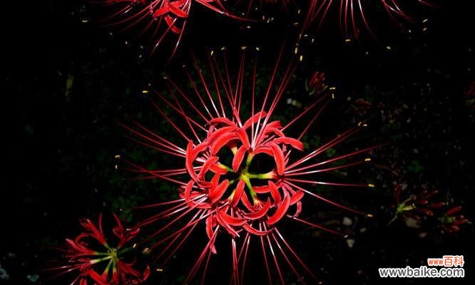 了解黑色曼陀罗的象征意义与文化背景 黑色曼陀罗的花语