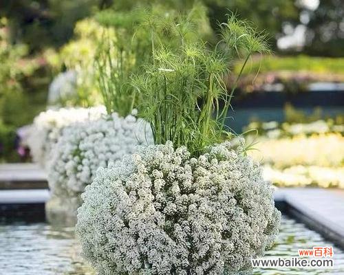 探究雪白花朵背后的深意 解析香雪球花语