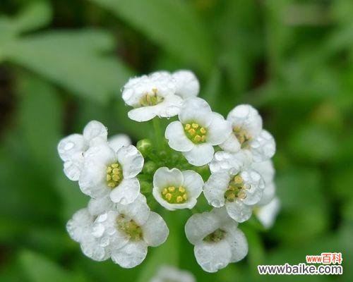 探究雪白花朵背后的深意 解析香雪球花语