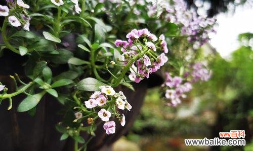 探究雪白花朵背后的深意 解析香雪球花语