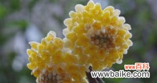 探寻结香的花语 结香传说