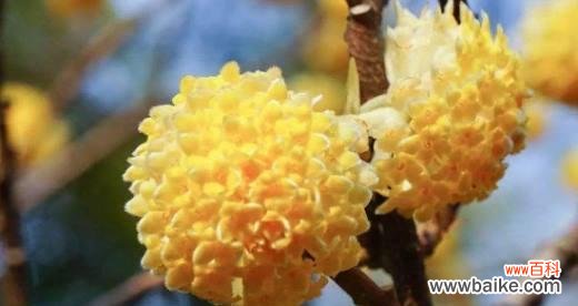 探寻结香的花语 结香传说