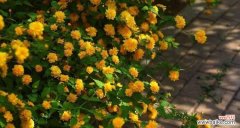 探秘棣棠花的花语与文化内涵 棣棠花，古雅清新之美