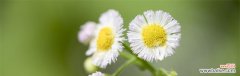 深度解析白色小雏菊的寓意和象征意义 白色小雏菊的花语