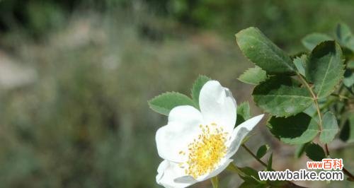 用野蔷薇传递真挚情感 澳洲野蔷薇花语的美好寓意