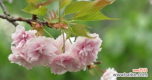 传达爱情与美好祝福，樱花是最美的诗篇 樱花的花语与寓意
