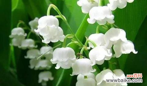 清香满溢的花海,寓意美好的人生 铃兰花——花语与寓意