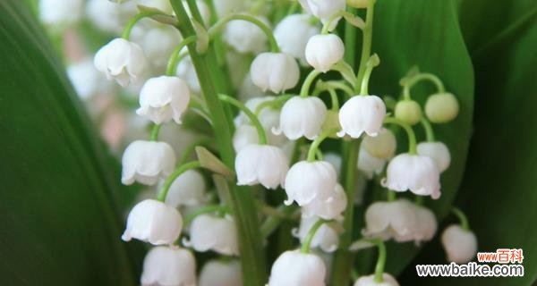 清香满溢的花海,寓意美好的人生 铃兰花——花语与寓意