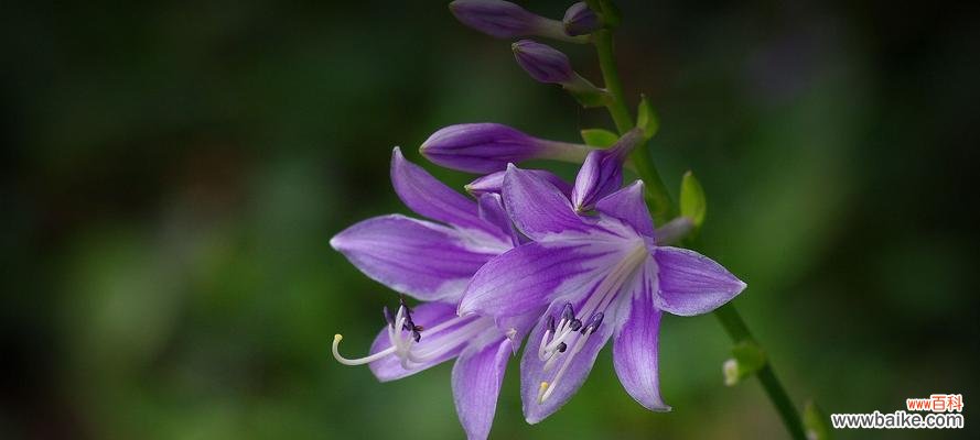 揭秘紫色百合花的隐含信息 紫色百合花的象征意义与寓意