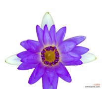 揭秘紫色百合花的隐含信息 紫色百合花的象征意义与寓意