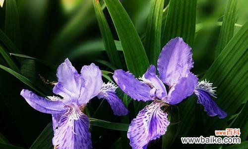 探究紫色花朵背后的神秘力量 紫色花朵的寓意与意义