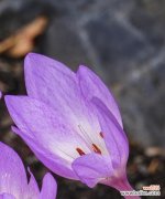 探究紫色花朵背后的神秘力量 紫色花朵的寓意与意义